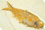 Detailed Fossil Fish (Knightia) - Wyoming #367469-1